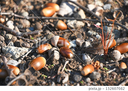 秋の雑木林のドングリ 秋の雑木林のドングリ 132607082