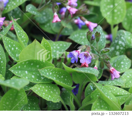 Pulmonaria officinalis, common name lungwort or Mary's tears. 132607213
