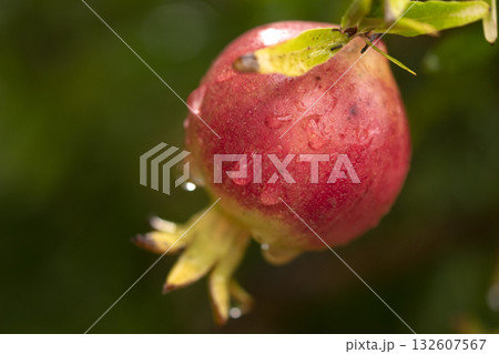 fresh pomegranate on the tree with very magnified water drops fresh pomegranate on the tree with very magnified water drops 132607567