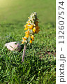 Close-up of Phlomoides speciosa (desert spike, beautiful zopnichok) blooming with bright yellow flowers in green grass under sunlight, symbolizing summer flora. Vertical 132607574