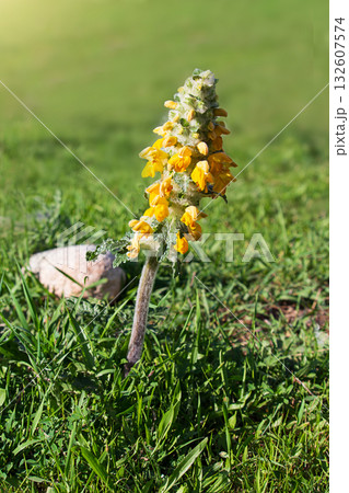 Close-up of Phlomoides speciosa (desert spike, beautiful zopnichok) blooming with bright yellow flowers in green grass under sunlight, symbolizing summer flora. Vertical 132607574