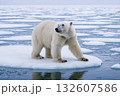 流氷に立つ一頭の北極熊 132607586