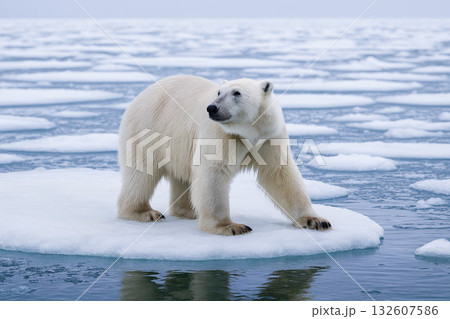 流氷に立つ一頭の北極熊 流氷に立つ一頭の北極熊 132607586
