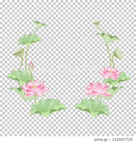 蓮華 蓮の花 極楽浄土　フレーム　水彩 イラスト 132607729