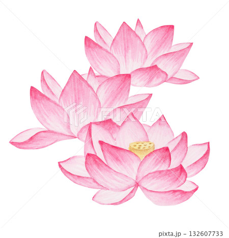 蓮華 蓮の花 極楽浄土 水彩 イラスト 蓮華 蓮の花 極楽浄土 水彩 イラスト 132607733