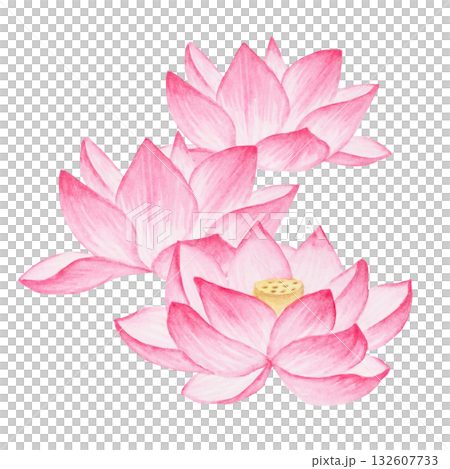 蓮華 蓮の花 極楽浄土 水彩 イラスト 蓮華 蓮の花 極楽浄土 水彩 イラスト 132607733