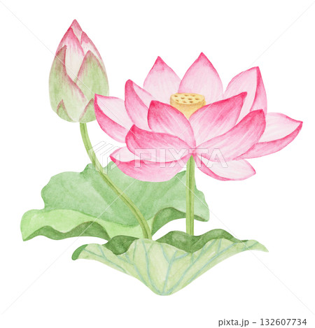 蓮華 蓮の花 極楽浄土　水彩 イラスト 132607734