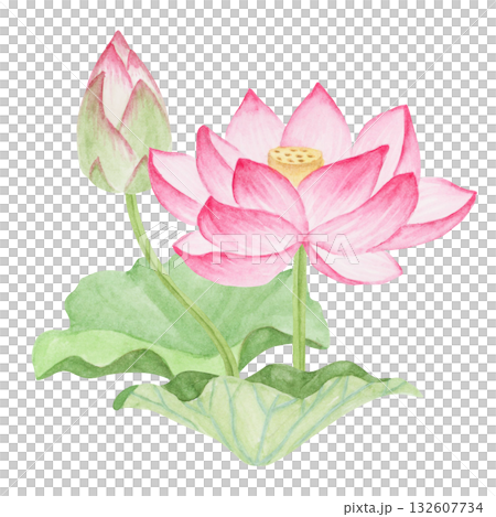 蓮華 蓮の花 極楽浄土　水彩 イラスト 132607734