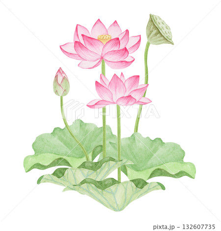 蓮華 蓮の花 極楽浄土　水彩 イラスト 132607735