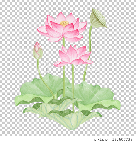 蓮華 蓮の花 極楽浄土　水彩 イラスト 132607735