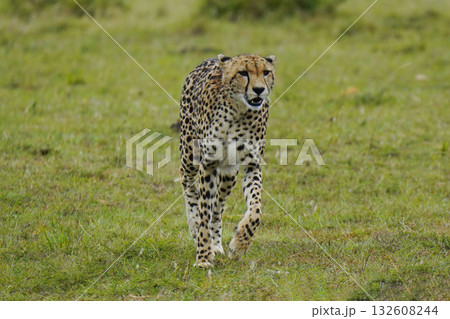 チーター 132608244