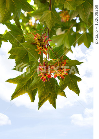 Low angle view of fruit from a tree with a blue sky in the background Low angle view of fruit from a tree with a blue sky in the background 132608269