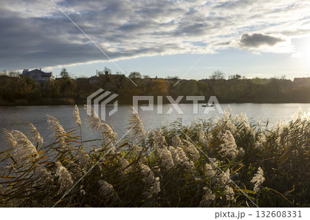 Reeds at lake. Golden sky during sunset. Tranquility in nature. Sunlight reflection on water 132608331