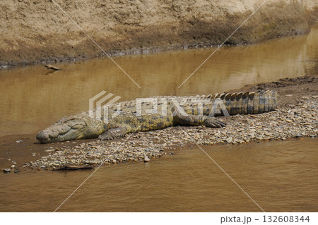 ナイルワニ 132608344