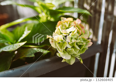 garden hydrangea with flower stalk garden hydrangea with flower stalk 132608405