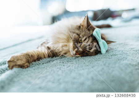 portrait fluffy gray cat 132608430