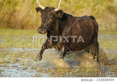 疾走する雄ウシ 疾走する雄ウシ 132608434