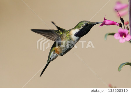 飛翔するアカヒゲハチドリ 132608510