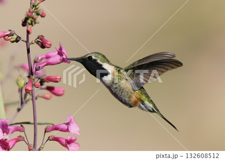 飛翔するアカヒゲハチドリ 132608512