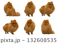 Pomeranian Dog Collage. Six Isolated Fluffy Spitz Poses 132608535