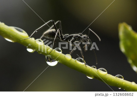 熱帯雨林のアリ 132608602