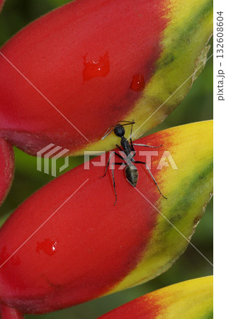熱帯雨林のアリ 132608604