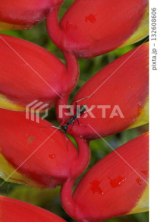 熱帯雨林のアリ 熱帯雨林のアリ 132608606