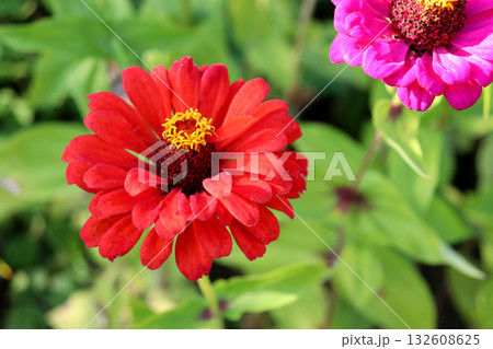 A red zinnia flower and a fragment of a pink one in an autumn garden A red zinnia flower and a fragment of a pink one in an autumn garden 132608625