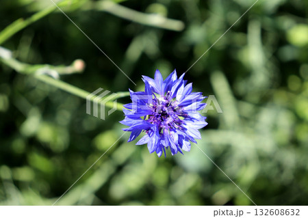One garden blue cornflower on a sunny summer day 132608632