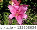 Pink purple lily on a daylily bush on a flowerbed in a garden 132608634