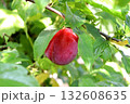 Ripening pink-red plum under leaf on branch in garden 132608635