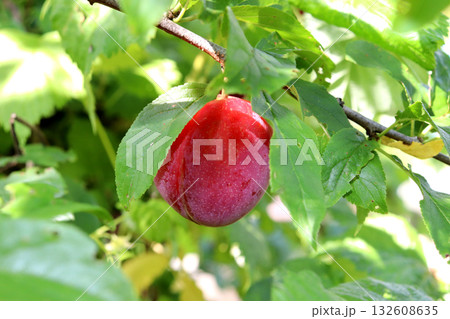 Ripening pink-red plum under leaf on branch in garden 132608635
