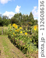 Row of sunflower flowers on a sunny summer day against a fence 132608636