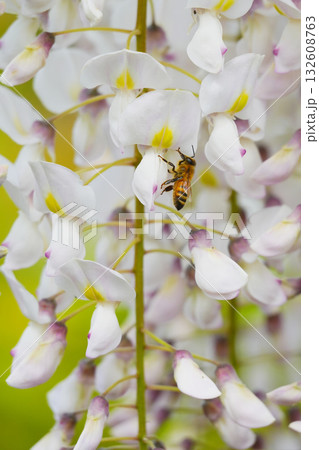 フジの花とミツバチ フジの花とミツバチ 132608763