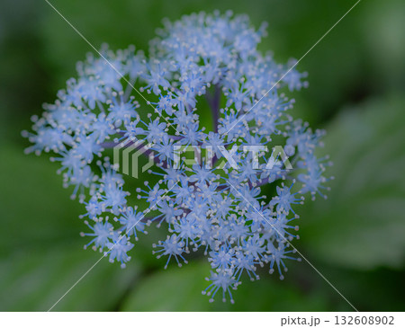星のような紫陽花 132608902