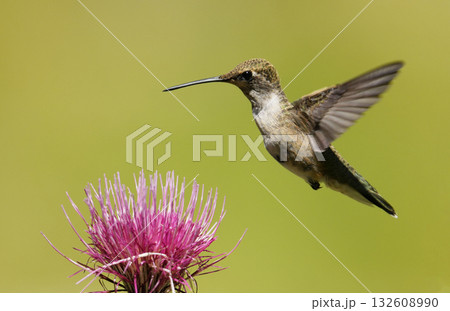 吸蜜するハチドリ 132608990