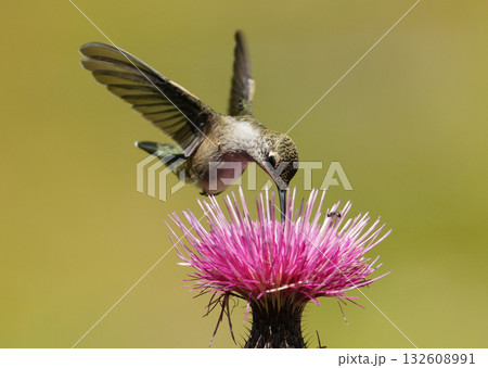 吸蜜するハチドリ 132608991