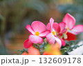 ポジフィルムで撮影したピンクのベゴニア 132609178