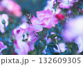 ポジフィルムで撮影したピンク色のバラ 132609305