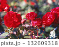 ポジフィルムで撮影した赤い薔薇 132609318