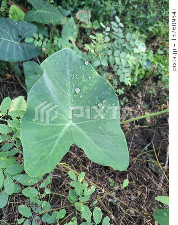 A large, vibrant green taro leaf with water droplets sits amidst lush, green foliage and forest floor debris 132609341