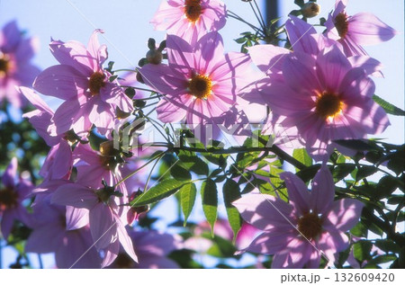 ポジフィルムで撮影した皇帝ダリア ポジフィルムで撮影した皇帝ダリア 132609420