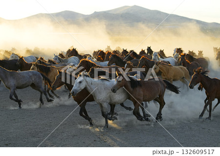 疾走する馬群 132609517
