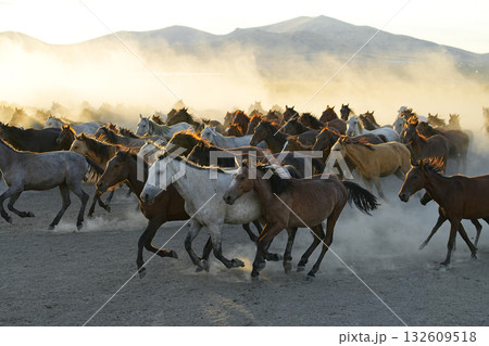 疾走する馬群 疾走する馬群 132609518