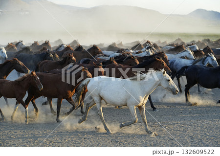 疾走する馬群 132609522