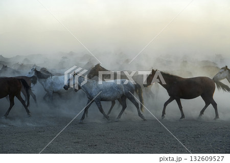 疾走する馬群 132609527