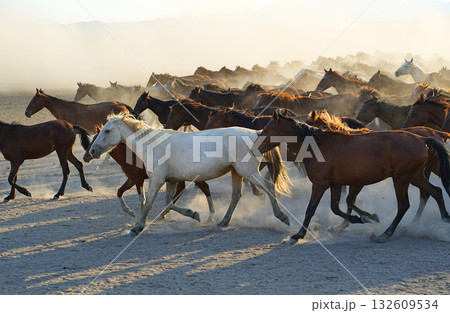 疾走する馬群 疾走する馬群 132609534