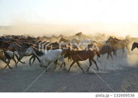 疾走する馬群 132609536