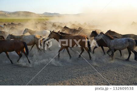 疾走する馬群 132609538