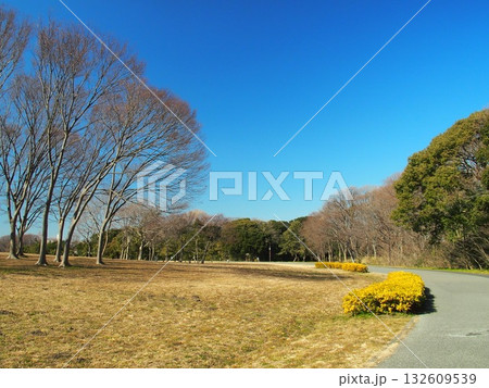 早春の枯れ木の欅と遊歩道のある水元公園風景 早春の枯れ木の欅と遊歩道のある水元公園風景 132609539